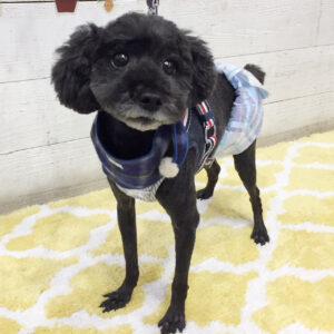 仕上がりトイプー