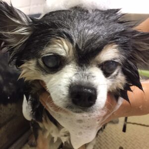 シャンプーチワワ