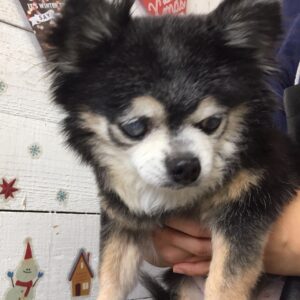 仕上がりチワワ