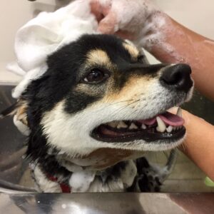 しゃんぷーしば