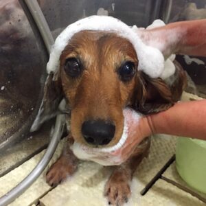 シャンプーダックス