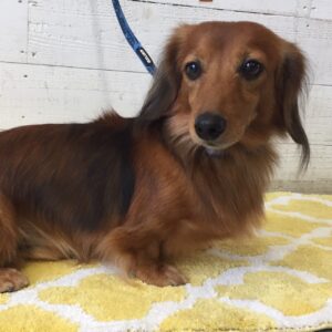 仕上がりダックス