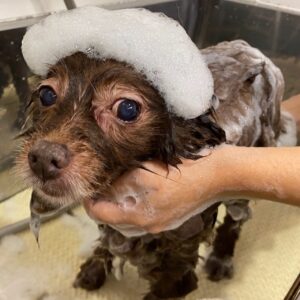 シャンプーミックス