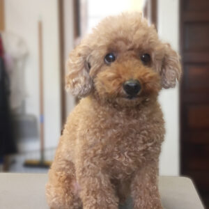 よろしくトイプー