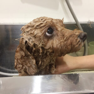 シャンプートイプー