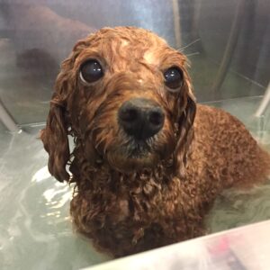 お風呂トイプー