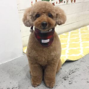 仕上がりトイプー