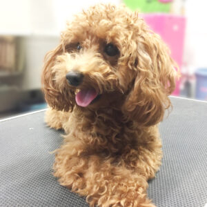 よろしくトイプー