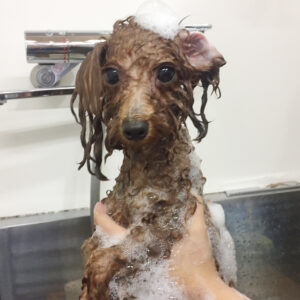 シャンプートイプー