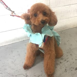 仕上がりトイプー