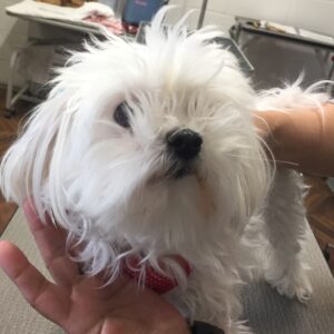 よろしくマルチーズ