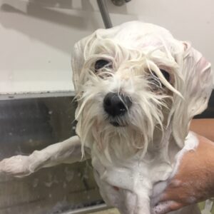 シャンプーマルチーズ