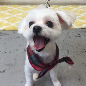 仕上がりマルチーズ