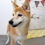 りーちゃんアイキャッチ