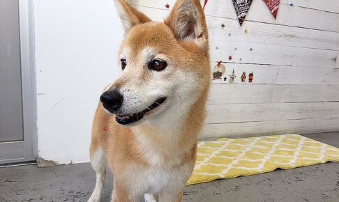 りーちゃんアイキャッチ