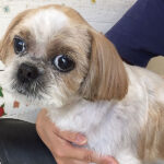 美らちゃんアイキャッチ