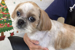 美らちゃんアイキャッチ