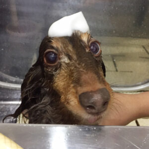 シャンプーダックス