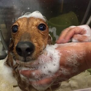 シャンプーダックス