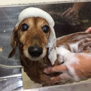 シャンプーダックス