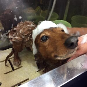 シャンプーダックス