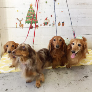 仕上がりダックス