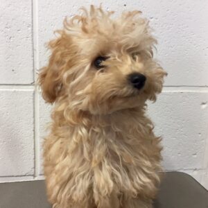 よろしくトイプー