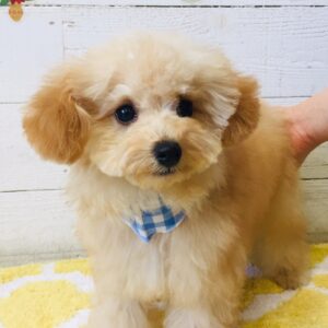 仕上がりトイプー