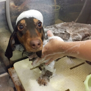 シャンプーダックス