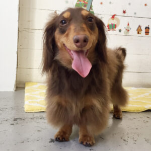 仕上がりダックス