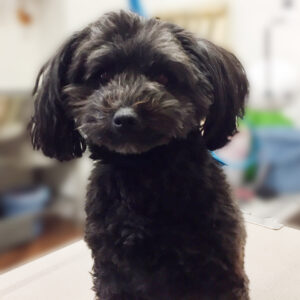 よろしくミックス