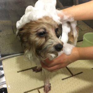 シャンプーミックス