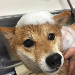 シャンプーしば