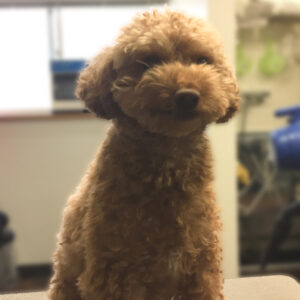 よろしくトイプー