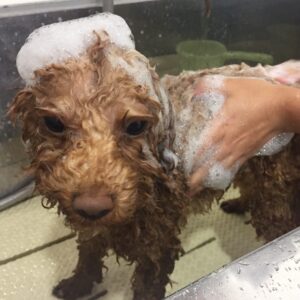 シャンプートイプー