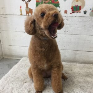 仕上がりトイプー