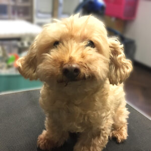 よろしくトイプー