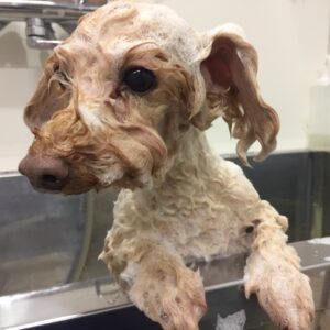 シャンプートイプー