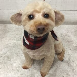 仕上がりトイプー