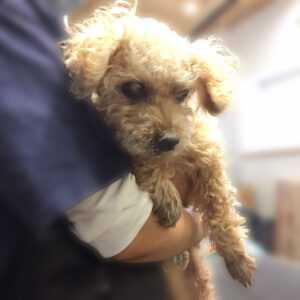 よろしくトイプー