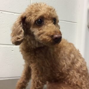 よろしくトイプー