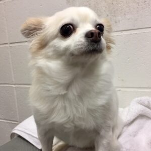 よろしくチワワ