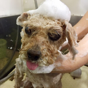 シャンプートイプー