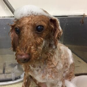 シャンプートイプー