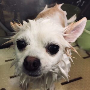 シャンプーチワワ