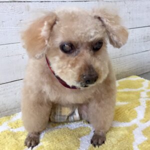 仕上がりトイプー