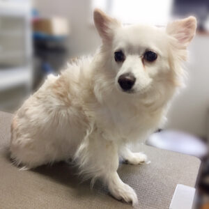 よろしくミックス