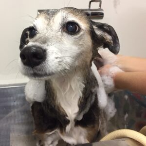 シャンプーミックス