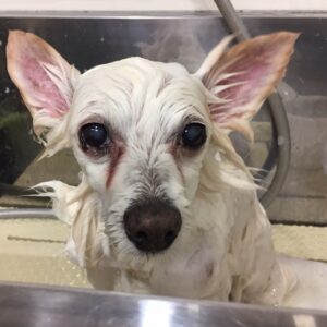 シャンプーミックス