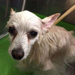 お風呂ミックス